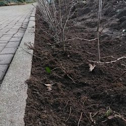 Aanplanting Meidoornhaag