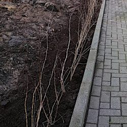 Aanplanting Meidoornhaag